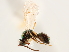  (Miscogaster hortensis - CCDB-34079-H05)  @11 [ ] CreativeCommons - Attribution (2019) CBG Photography Group Smithsonian Institution