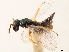  (Anogmus - CCDB-34079-H07)  @12 [ ] CreativeCommons - Attribution (2019) CBG Photography Group Smithsonian Institution