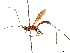  (Osmophila - CCDB-34080-D03)  @11 [ ] CreativeCommons - Attribution (2019) CBG Photography Group Smithsonian Institution