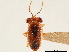  (Isthmocoris - CCDB-34080-E12)  @11 [ ] CreativeCommons - Attribution (2019) CBG Photography Group Smithsonian Institution