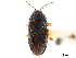  (Delochilocoris - CCDB-34080-F11)  @11 [ ] CreativeCommons - Attribution (2019) CBG Photography Group Smithsonian Institution