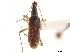  (Cnemodus hirtipes - CCDB-34080-G03)  @11 [ ] CreativeCommons - Attribution (2019) CBG Photography Group Smithsonian Institution