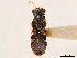 (Paracholula - CCDB-34080-G10)  @11 [ ] CreativeCommons - Attribution (2019) CBG Photography Group Smithsonian Institution