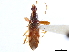  (Pseudopamera - CCDB-34080-H01)  @11 [ ] CreativeCommons - Attribution (2019) CBG Photography Group Smithsonian Institution