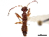  (Xenydrium - CCDB-34080-H08)  @11 [ ] CreativeCommons - Attribution (2019) CBG Photography Group Smithsonian Institution