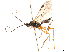  (Microtypus wesmaelii - CCDB-34080-D11)  @11 [ ] CreativeCommons - Attribution Share Alike (2019) CBG Photography Group Centre for Biodiversity Genomics