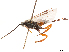  (Dasylagon - CCDB-34080-D10)  @11 [ ] CreativeCommons - Attribution Share Alike (2019) CBG Photography Group Centre for Biodiversity Genomics