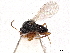  (Saphonecrus symbioticus - CCDB-34780-A09)  @11 [ ] CreativeCommons - Attribution (2019) CBG Photography Group Smithsonian Institution