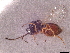  (Nordlanderia - CCDB-34780-E11)  @11 [ ] CreativeCommons - Attribution (2019) CBG Photography Group Smithsonian Institution