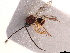  (Odonteucoila - CCDB-34780-F01)  @11 [ ] CreativeCommons - Attribution (2019) CBG Photography Group Smithsonian Institution