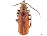  (Acanthophorus serraticornis - CCDB-33583-B02)  @11 [ ] CreativeCommons - Attribution (2019) CBG Photography Group Smithsonian Institution