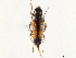  (Vadonia bipunctata - CCDB-33583-H11)  @11 [ ] CreativeCommons - Attribution (2019) CBG Photography Group Smithsonian Institution