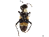  (Arhaphe breviata - CCDB-33590-A07)  @11 [ ] CreativeCommons - Attribution (2019) CBG Photography Group Smithsonian Institution
