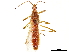  (Leptocorisa oratoria - CCDB-33590-G06)  @11 [ ] CreativeCommons - Attribution (2019) CBG Photography Group Smithsonian Institution