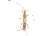  ( - CCDB-33590-G07)  @11 [ ] CreativeCommons - Attribution (2019) CBG Photography Group Smithsonian Institution