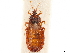  (Breviscutaneurus breviscutatus - CCDB-33590-H01)  @11 [ ] CreativeCommons - Attribution (2019) CBG Photography Group Smithsonian Institution