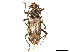  (Trirachys orientalis - CCDB-34772-H02)  @11 [ ] CreativeCommons - Attribution (2019) CBG Photography Group Smithsonian Institution
