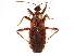  (Homalocoris guttatus - CCDB-34773-A03)  @11 [ ] CreativeCommons - Attribution (2019) CBG Photography Group Smithsonian Institution