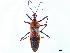  (Hediocoris - CCDB-34773-D04)  @11 [ ] CreativeCommons - Attribution (2019) CBG Photography Group Smithsonian Institution