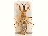  ( - CCDB-34773-G08)  @11 [ ] CreativeCommons - Attribution (2019) CBG Photography Group Smithsonian Institution