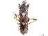  (Ectomocoris atrox - CCDB-34773-H08)  @11 [ ] CreativeCommons - Attribution (2019) CBG Photography Group Smithsonian Institution