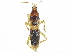  (Sirthenea flavipes - CCDB-34773-H10)  @11 [ ] CreativeCommons - Attribution (2019) CBG Photography Group Smithsonian Institution