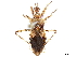  (Empyrocoris pelia - CCDB-34774-A09)  @11 [ ] CreativeCommons - Attribution (2019) CBG Photography Group Smithsonian Institution