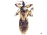  (Tapeinus - CCDB-34774-B09)  @11 [ ] CreativeCommons - Attribution (2019) CBG Photography Group Smithsonian Institution