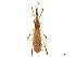  ( - CCDB-34774-E11)  @11 [ ] CreativeCommons - Attribution (2019) CBG Photography Group Smithsonian Institution
