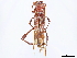  ( - CCDB-34775-B04)  @11 [ ] CreativeCommons - Attribution (2019) CBG Photography Group Smithsonian Institution