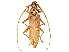  ( - CCDB-34775-F10)  @11 [ ] CreativeCommons - Attribution (2019) CBG Photography Group Smithsonian Institution