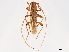  (Ectenessa quadriguttata - CCDB-34775-G03)  @11 [ ] CreativeCommons - Attribution (2019) CBG Photography Group Smithsonian Institution