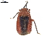  (Tenthecoris confusus - CCDB-34776-B02)  @11 [ ] CreativeCommons - Attribution (2019) CBG Photography Group Smithsonian Institution