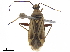  (Closterocoris - CCDB-34776-F03)  @11 [ ] CreativeCommons - Attribution (2019) CBG Photography Group Smithsonian Institution