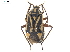  ( - CCDB-34776-H02)  @11 [ ] CreativeCommons - Attribution (2019) CBG Photography Group Smithsonian Institution