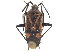  ( - CCDB-34776-H03)  @11 [ ] CreativeCommons - Attribution (2019) CBG Photography Group Smithsonian Institution