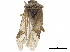  ( - CCDB-34776-H04)  @11 [ ] CreativeCommons - Attribution (2019) CBG Photography Group Smithsonian Institution
