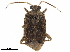  (Calocorisca - CCDB-34776-H05)  @11 [ ] CreativeCommons - Attribution (2019) CBG Photography Group Smithsonian Institution