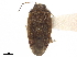  (Diognetus - CCDB-34777-A04)  @11 [ ] CreativeCommons - Attribution (2019) CBG Photography Group Smithsonian Institution