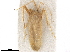  (Eremobiellus - CCDB-34777-A07)  @11 [ ] CreativeCommons - Attribution (2019) CBG Photography Group Smithsonian Institution