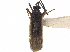  (Garganus gracilentus - CCDB-34777-A10)  @11 [ ] CreativeCommons - Attribution (2019) CBG Photography Group Smithsonian Institution