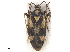  ( - CCDB-34777-B01)  @11 [ ] CreativeCommons - Attribution (2019) CBG Photography Group Smithsonian Institution