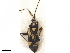  ( - CCDB-34777-B02)  @11 [ ] CreativeCommons - Attribution (2019) CBG Photography Group Smithsonian Institution