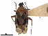  (Horciasinus - CCDB-34777-B04)  @11 [ ] CreativeCommons - Attribution (2019) CBG Photography Group Smithsonian Institution