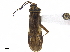  (Iridopeplus - CCDB-34777-B05)  @11 [ ] CreativeCommons - Attribution (2019) CBG Photography Group Smithsonian Institution