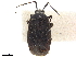  (Lampethusa collaris - CCDB-34777-B07)  @11 [ ] CreativeCommons - Attribution (2019) CBG Photography Group Smithsonian Institution
