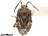  (Lucitanus - CCDB-34777-B09)  @11 [ ] CreativeCommons - Attribution (2019) CBG Photography Group Smithsonian Institution