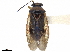  ( - CCDB-34777-B11)  @11 [ ] CreativeCommons - Attribution (2019) CBG Photography Group Smithsonian Institution