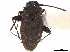 (Maxacalinus - CCDB-34777-B12)  @11 [ ] CreativeCommons - Attribution (2019) CBG Photography Group Smithsonian Institution