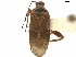  (Notholopus - CCDB-34777-C08)  @11 [ ] CreativeCommons - Attribution (2019) CBG Photography Group Smithsonian Institution